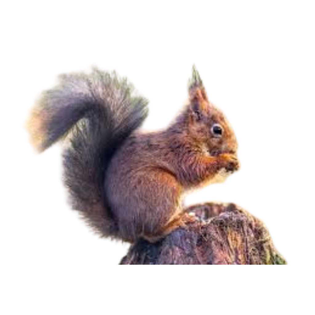 Moffet the red squirrel children's book character
